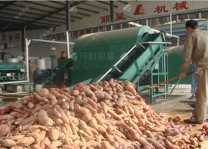 加工淀粉贮备鲜薯?3 个关键细节别忽视 加工淀粉贮备鲜薯?3 个关键细节别忽视