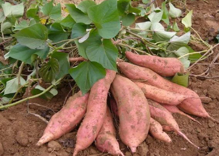 红薯为啥越放越甜?丽星来揭晓答案 红薯为啥越放越甜?丽星来揭晓答案